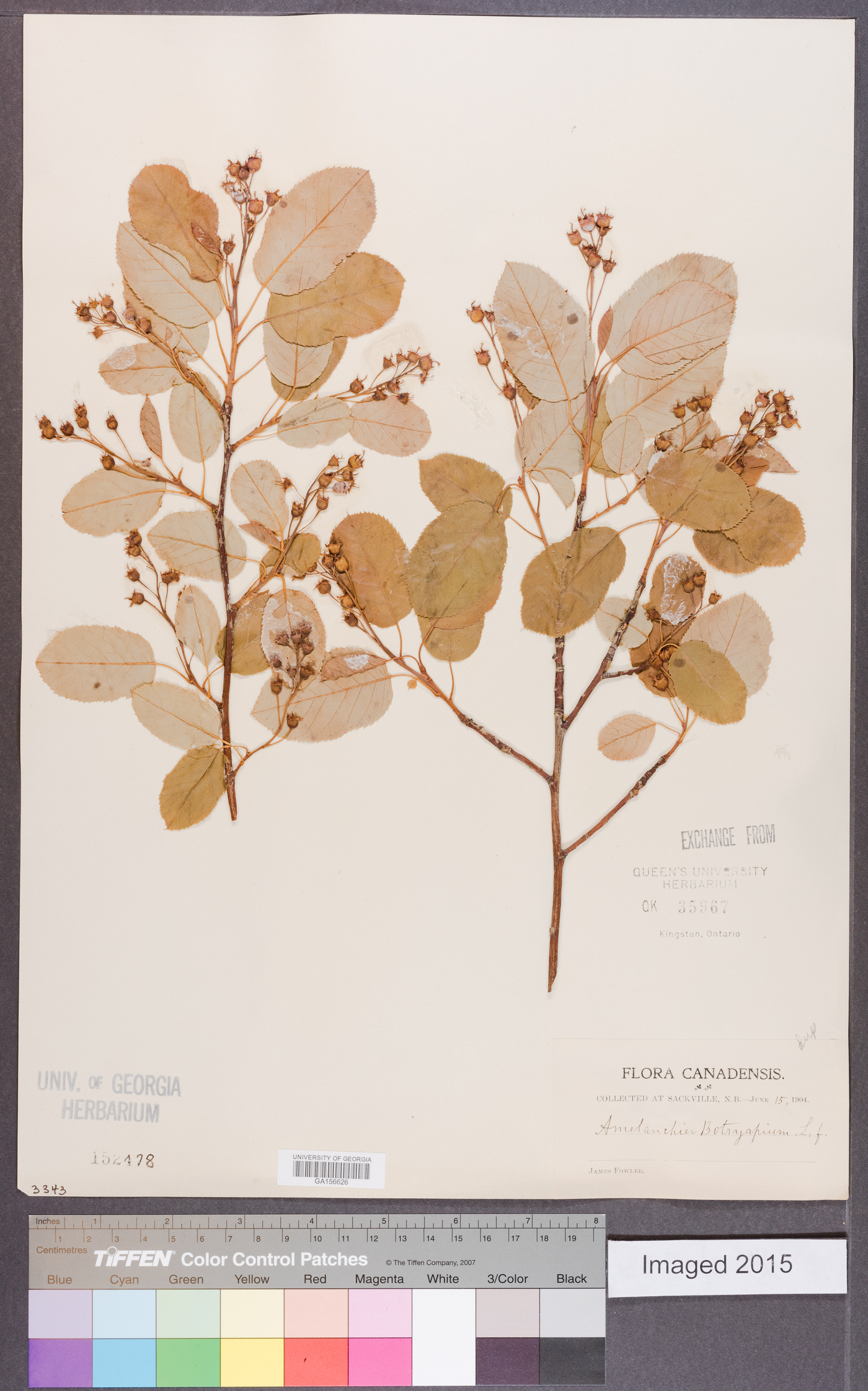 Amelanchier botryapium image