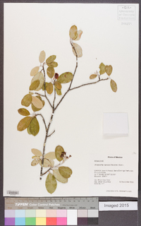 Amelanchier nervosa image