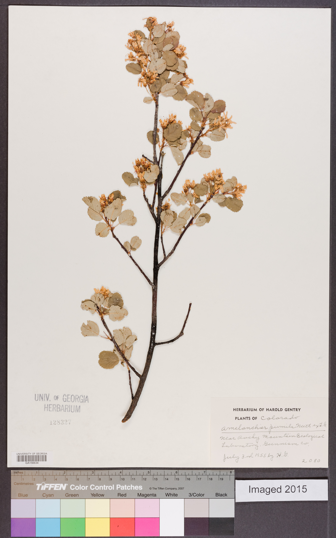 Amelanchier pumila image