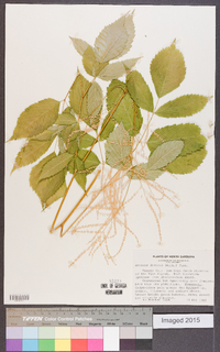 Aruncus dioicus image