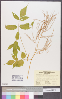 Aruncus dioicus image