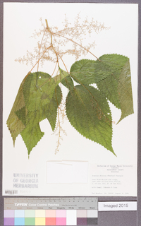 Aruncus dioicus image