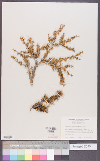 Cercocarpus intricatus image