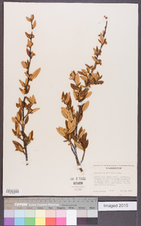 Cercocarpus ledifolius image