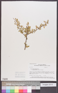 Cercocarpus breviflorus image