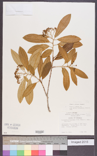 Cotoneaster henryanus image