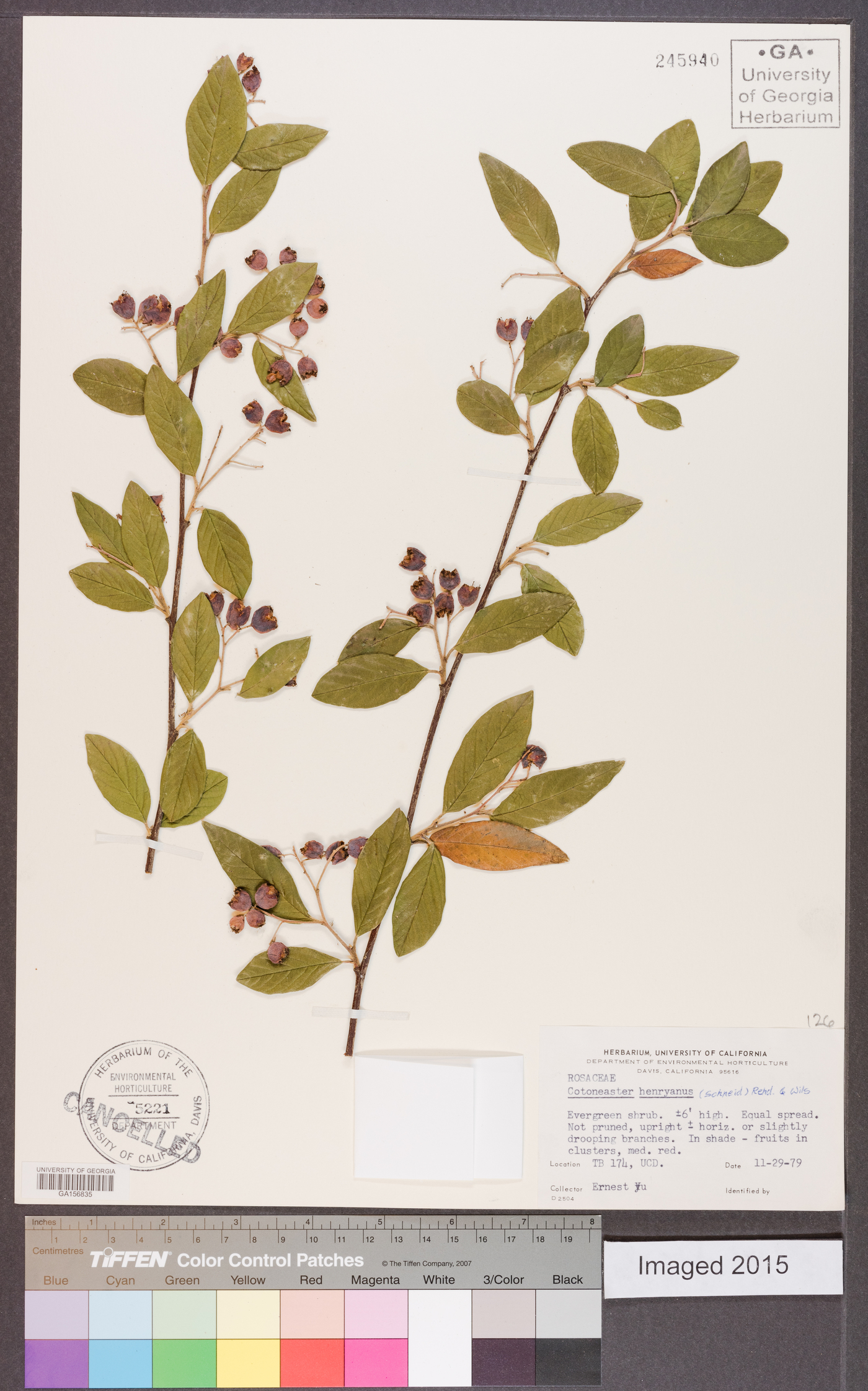 Cotoneaster henryanus image