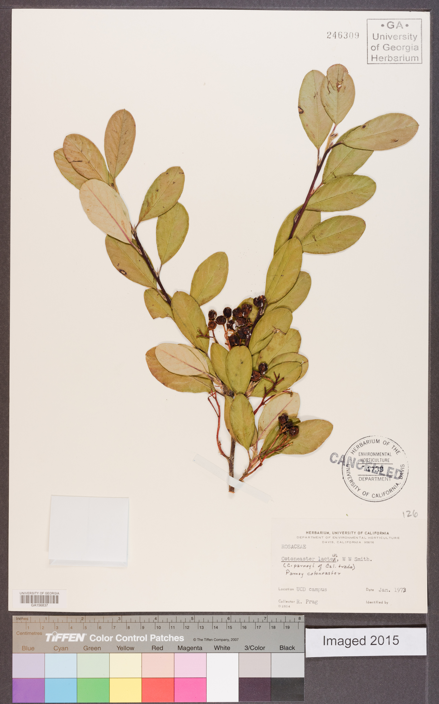 Cotoneaster lacteus image
