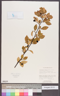 Image of Cotoneaster ambiguus