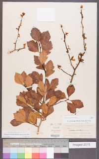 Crataegus aestivalis image