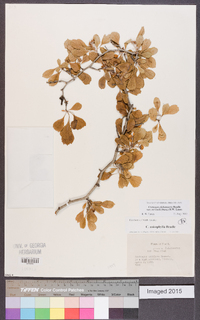 Crataegus alabamensis image