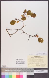 Crataegus alleghaniensis image