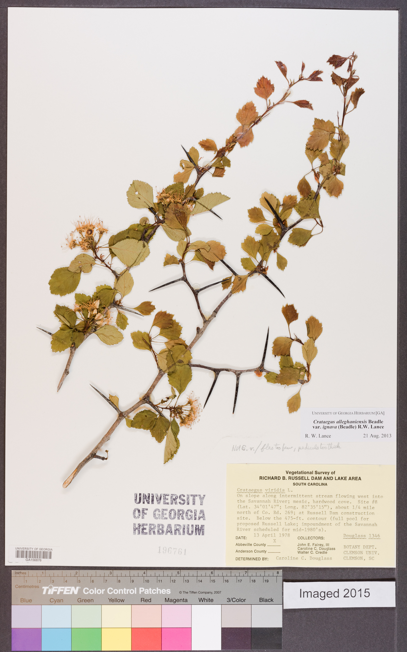 Crataegus alleghaniensis image