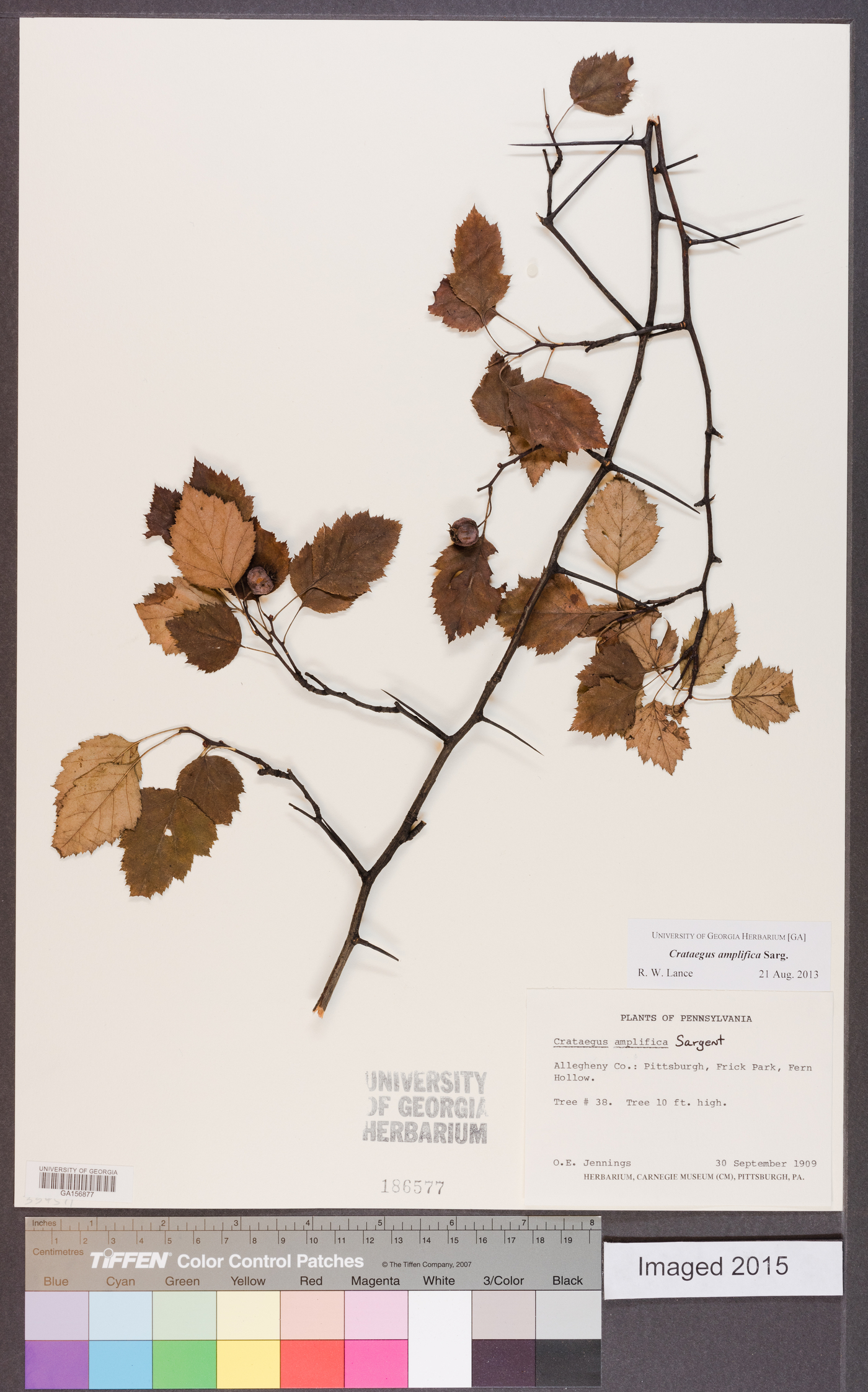 Crataegus amplifica image