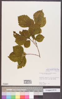 Crataegus calpodendron image