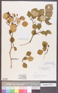 Crataegus calpodendron image