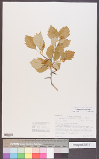 Crataegus chrysocarpa image