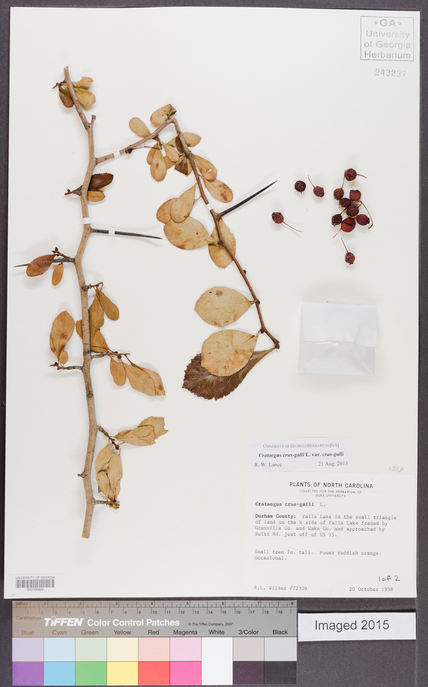 Crataegus crus-galli var. crus-galli image