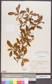 Crataegus crus-galli var. pyracanthifolia image