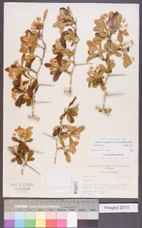 Crataegus crus-galli var. pyracanthifolia image