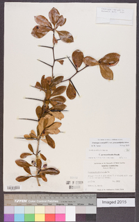 Crataegus crus-galli var. pyracanthifolia image