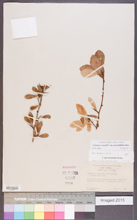Crataegus crus-galli var. pyracanthifolia image