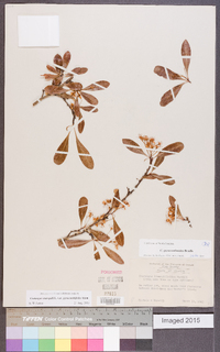 Crataegus crus-galli var. pyracanthifolia image