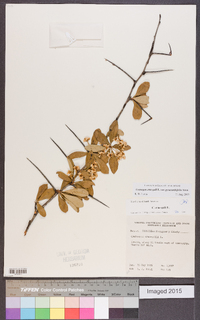 Crataegus crus-galli var. pyracanthifolia image