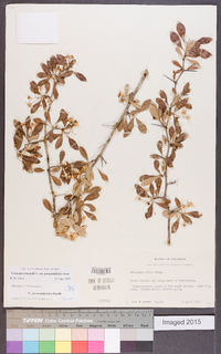 Crataegus crus-galli var. pyracanthifolia image