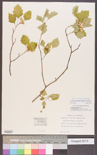 Crataegus intricata image