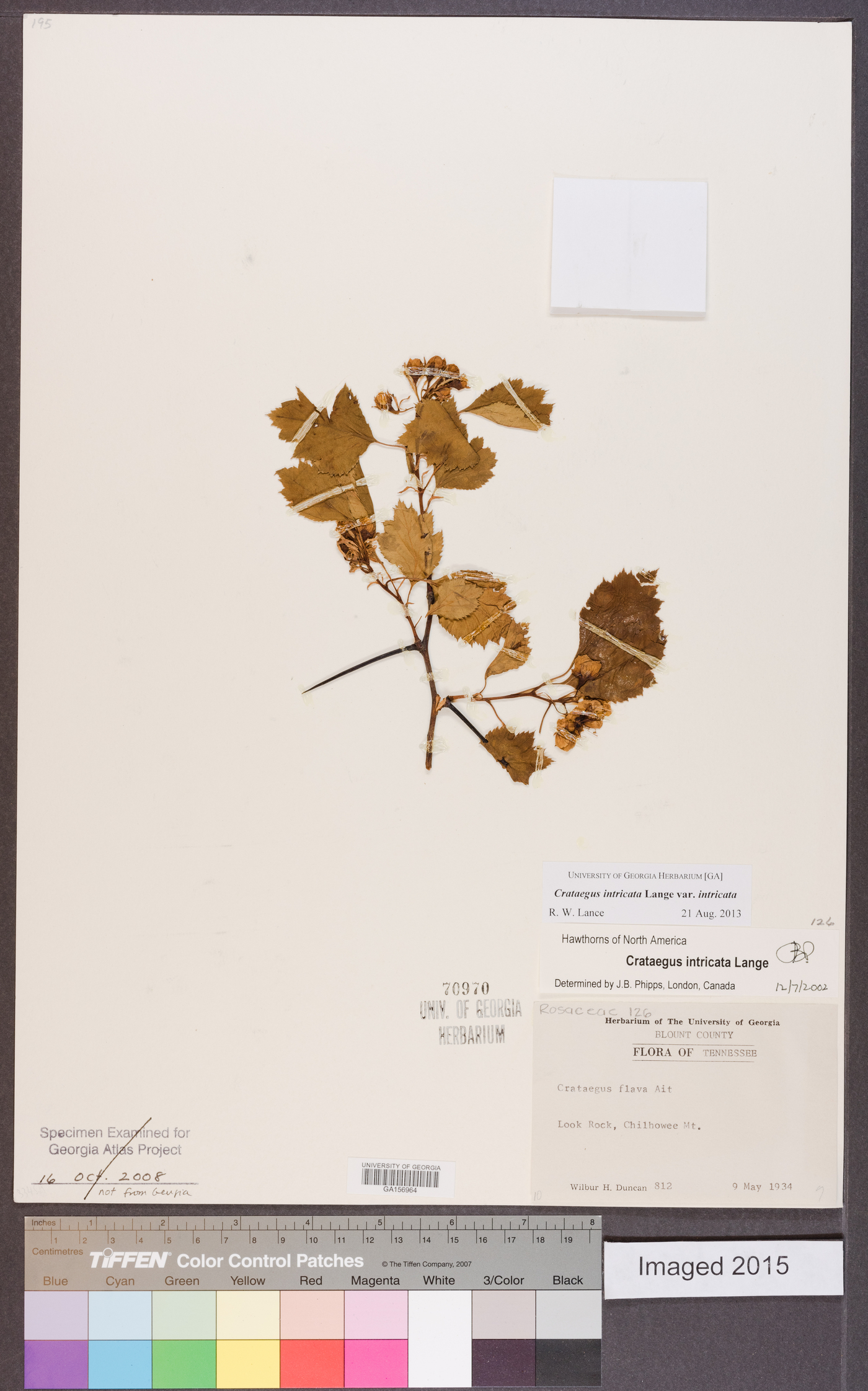 Crataegus intricata var. intricata image