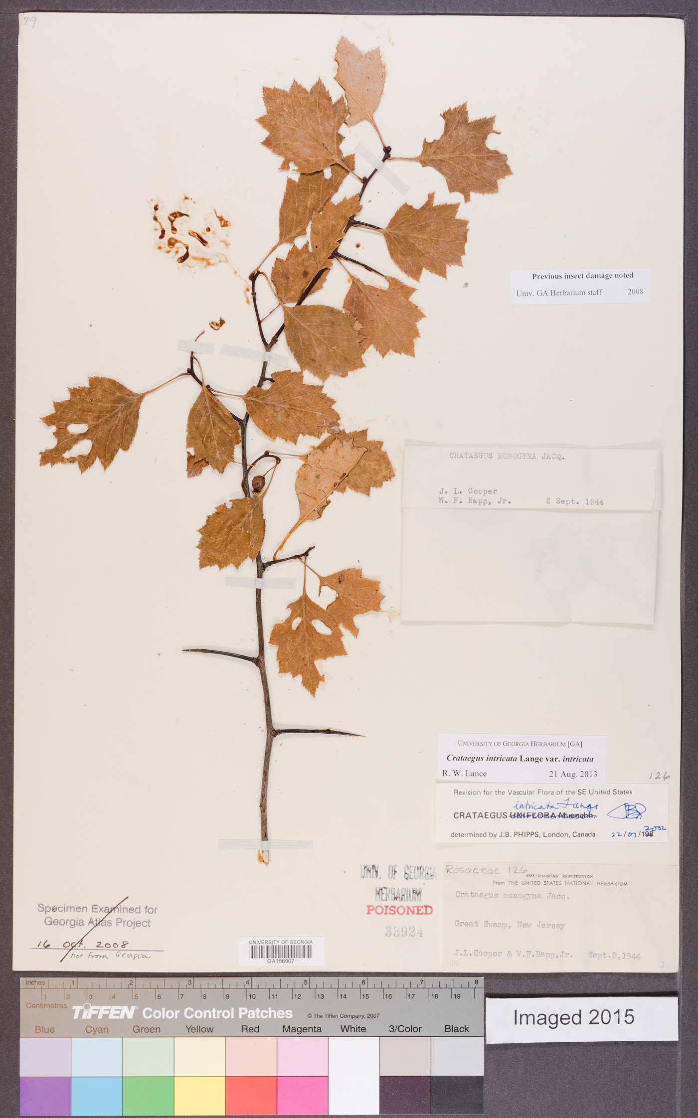 Crataegus intricata var. intricata image