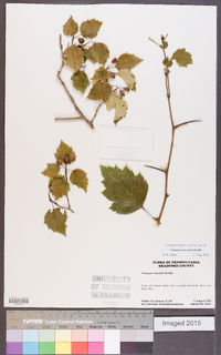 Crataegus iracunda image