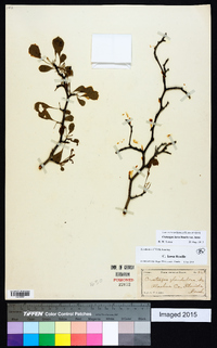 Crataegus lassa image