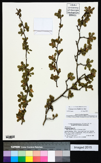 Crataegus lassa image