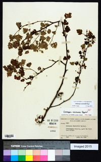 Crataegus marshallii image