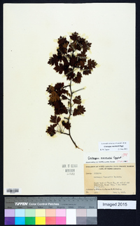 Crataegus marshallii image