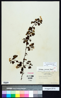 Crataegus marshallii image