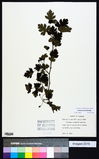 Crataegus marshallii image