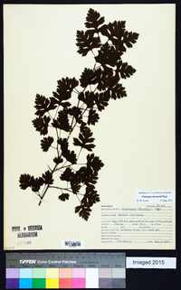 Crataegus marshallii image