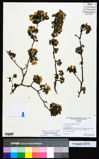 Crataegus marshallii image