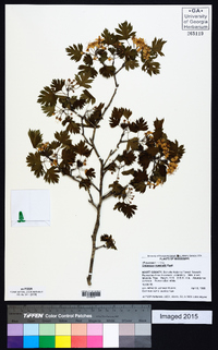 Crataegus marshallii image