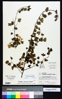 Crataegus marshallii image