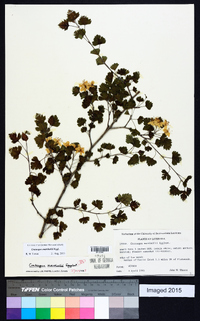 Crataegus marshallii image