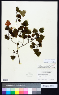 Crataegus marshallii image