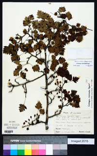 Crataegus marshallii image