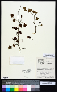 Crataegus marshallii image