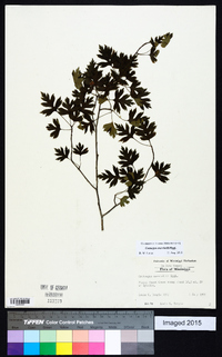 Crataegus marshallii image