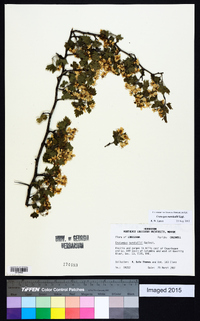 Crataegus marshallii image