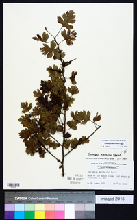 Crataegus marshallii image